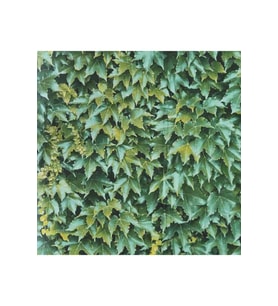 MİDA KORE İTHAL DUVAR KAĞIDI 7023-2 (16,5m2)