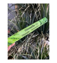 Ayurvedıc Citronella Tütsü (Orman Yeşili)