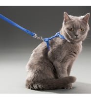 Kedi Boyun ve Göğüs Tasması