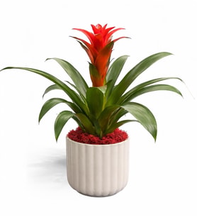 Saksıda Guzmania