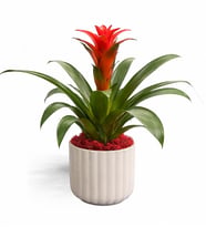 Saksıda Guzmania