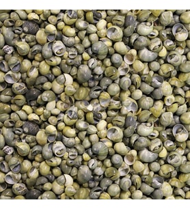 Mini Mongo Shell Kiloluk Deniz Kabuğu (1 KG)