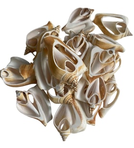 Strombus Canarıum Kesik  Deniz Kiloluk Deniz Kabuğu (1 KG)
