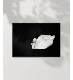 Swan Silueti Poster