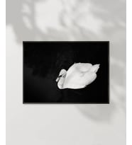 Swan Silueti Poster (Çok Renkli)