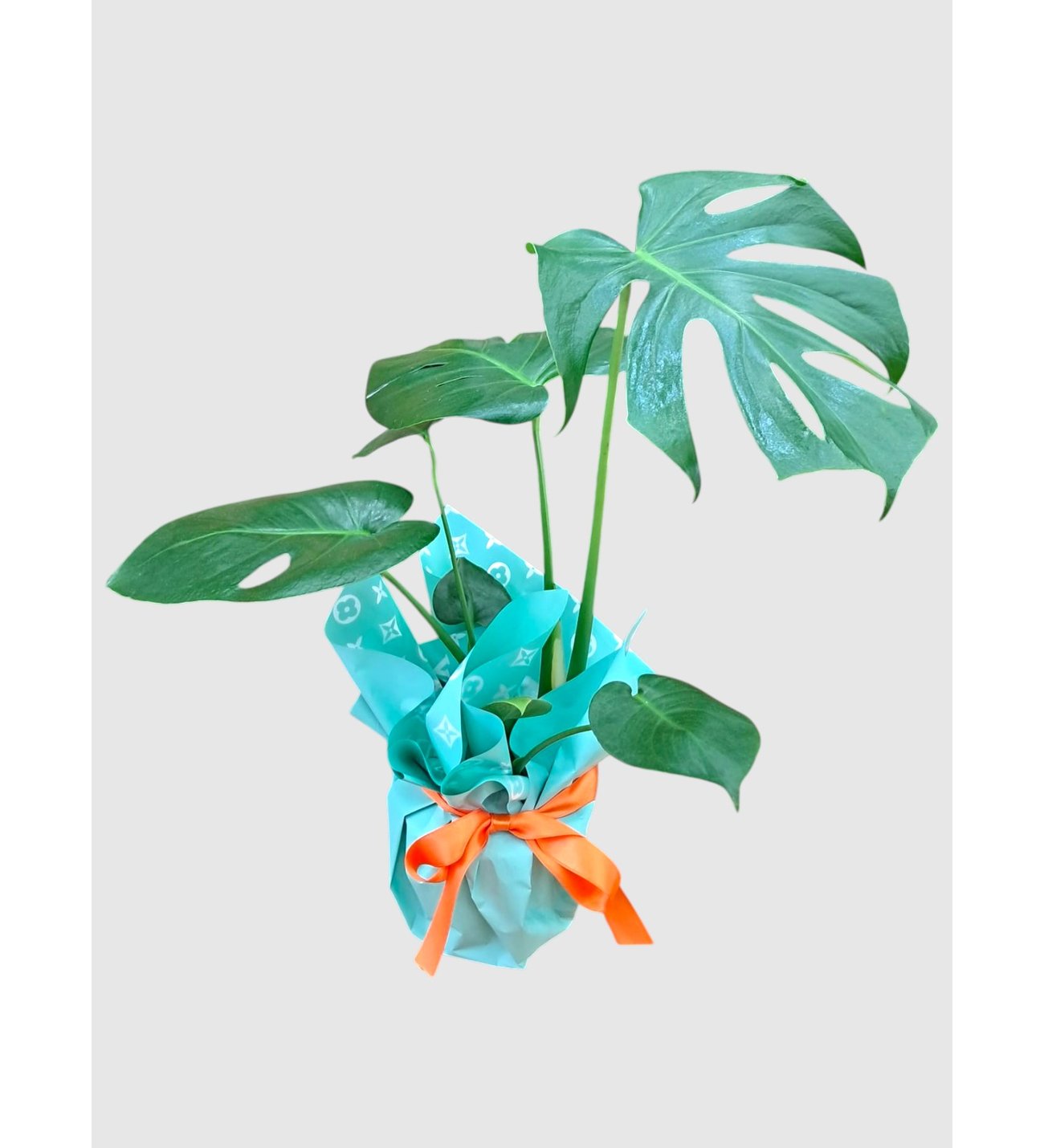 philodendron scandens cream splash 4