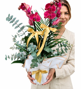 Özel Tasarım Çift Dallı Mor Orkide 2 Dal Bol Çiçekli Red Phalaenopsis
