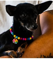 GAD Lav Doğaltaş Papatya kedi köpek kolyesi