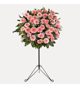 PEMBE GERBERA FERFOJE