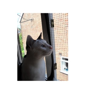 1x4Metre Kuş Kedi Balkon Filesi Plasitk Döküm Ağ