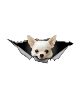Beyaz Chihuahua Araba Leptop Sticker etiket 20CM