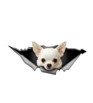 Beyaz Chihuahua Araba Leptop Sticker etiket 20CM