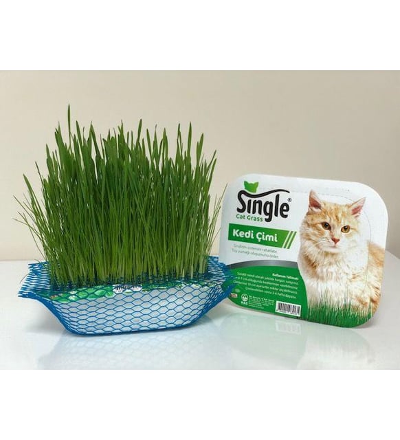 Single Natural Kedi Çimi