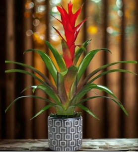 Kare Desenli Gri Beton Saksıda Guzmania Bitkisi