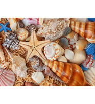 Nova Puzzle Kumsaldan Bana Kalanlar 1000 Parça Puzzle
