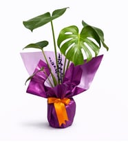 Saksıda Monstera