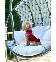 Köpek Atlet Barbeque Souce YENİ (Bordo)