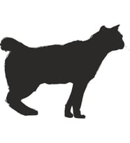 KEDİ FOLYO STİCKER 30cm Uzunluk