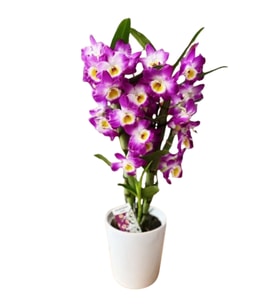 2 Dallı Dendrobium Orkite Pembe renk (Kargo ile gönderim)