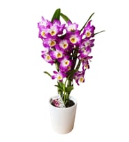 2 Dallı Dendrobium Orkite Pembe renk (Kargo ile gönderim)