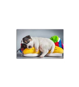 Çok Uyku Annecim - Yavru Boston Terrier Köpek Tablo - 106778 - 40x30 Cm