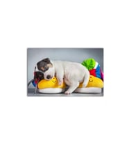 Çok Uyku Annecim - Yavru Boston Terrier Köpek Tablo - 106778 - 40x30 Cm