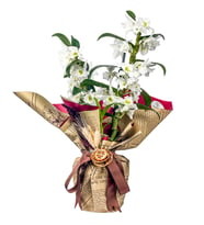Gazete Kağıtlı Saksı Dendrobium