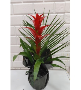 Beykoz guzmania