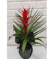 Beykoz guzmania