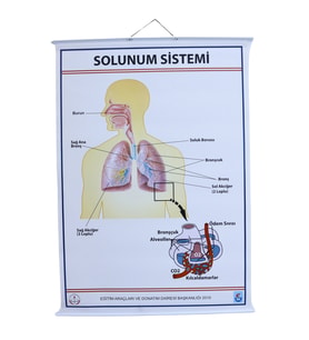 SOLUNUM SİSTEMİ (KAPLI, 70X100)