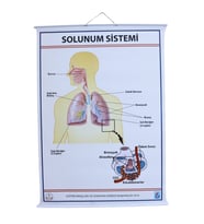 SOLUNUM SİSTEMİ (KAPLI, 70X100)