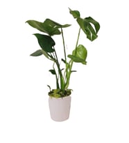 Deve Tabanı Monstera