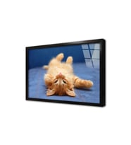 Kedi Yavrusu Çerçeveli Cam Tablo