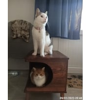 Ahşap Kedi Evi Kedi Kedi Kulubesi