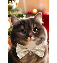 %100pamuk,Taşlı kedi papyonu, Kedi kolyesi, Küçük köpek papyonu kedi tasması, Kedi şapkası, Kedi tasması (Krem)