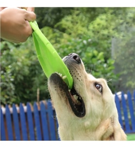 River World Köpekler İçin Frizbi Oyuncağı Silikon
