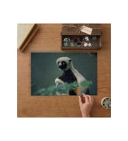 Sifaka Lemur Tasarımı 240 parça Ahşap Puzzle Ahşap Kutuda MP05331