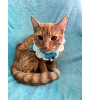 EL ÖRGÜSÜ BNCUKLU KEDİ KÖPEK BAĞLAMA TASMA