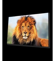 Aslan Hayvan Cam Tablo 4mm Dayanıklı Temperli Cam