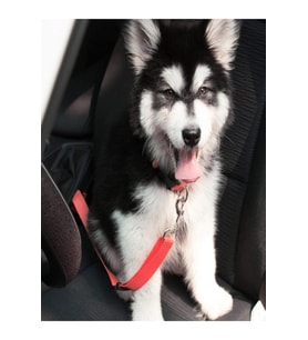 Araba Renkli Köpek Kedi Tasması Emniyet Kemeri Oto Evcil Hayvan Boyun Araç Tasması Kemeri