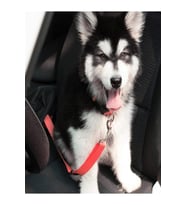 Araba Renkli Köpek Kedi Tasması Emniyet Kemeri Oto Evcil Hayvan Boyun Araç Tasması Kemeri