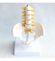 Omurga Pelvis Maketi Model 25