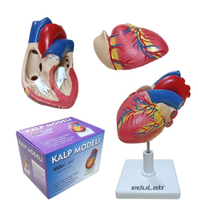 KALP MODELİ KÜÇÜK