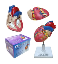 KALP MODELİ KÜÇÜK