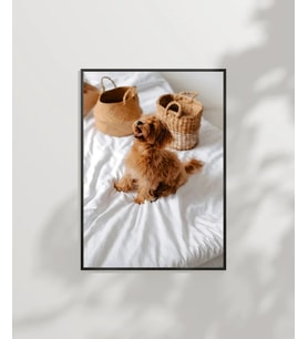 Yatak Üstünde Yatan Köpek Poster