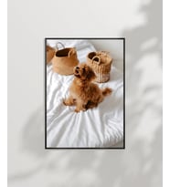 Yatak Üstünde Yatan Köpek Poster (Çok Renkli)