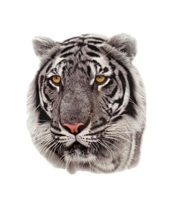 Geçici Dövme Gerçekçi Beyaz Kaplan Kafası Modeli Temporary Tattoo