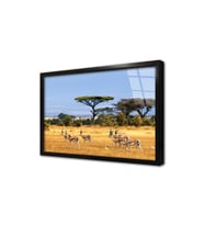 Safari Çerçeveli Cam Tablo
