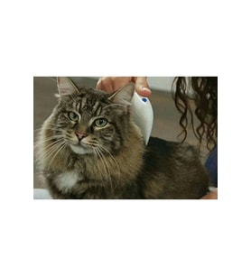 Etkili Kedi ve Köpek Pire Temizleyici Saç Taraması Aracı