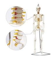 Tam İskelet Maketi 85 cm Model 6